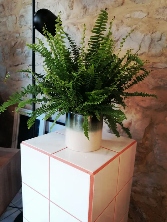 Roland Garros Box
